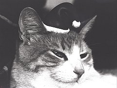 Gatti (291)
